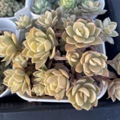 多肉植物 シルクベイルのサムネイル
