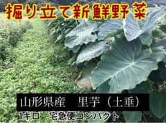 山形県産　里芋　1キロのサムネイル