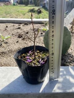 セイヨウシロヤナギ（Salix alba）の苗木ポットごと発送 セイヨウシロヤナギ（Salix alba）の苗木ポットごと発送 - メルカリ