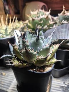 アガベ　妖炎✕BB　ハイブリッド　子株　　エボリスピナ　陽炎