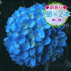 ◇訳あり◇1節×2本カット【挿し穂】アジサイ 紫陽花 美しいブルー