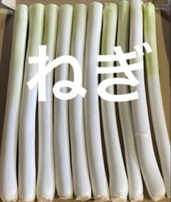 ねぎのサムネイル