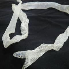 【美品】白蛇 脱皮 73cmのサムネイル
