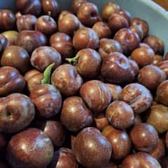 ☆スモモ3.5kg　無農薬　60サイズ　品種不明　加工用のサムネイル