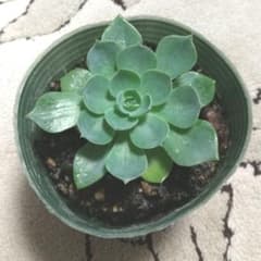 多肉植物 七福神 抜き苗 - メルカリ