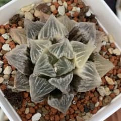 多肉植物 ハオルチア 氷天使錦 - メルカリ