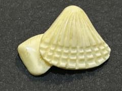 天然素材　帯留め　貝殻　貝　合わせ買い　着物　帯　彫刻　アイボリー　私 天然素材 帯留め 貝殻 貝 合わせ買い 着物 帯 彫刻 アイボリー 私