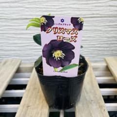 匿名配送》クリスマスローズ シングルブラック 1苗 - メルカリ