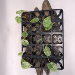 MS105 5株セットアロカシア・ドラゴンスケール・ミント・バリエガータ