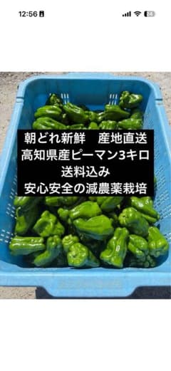 朝どれ✨産地直送☀️高知県産ピーマン3キロ送料込み！減農薬栽培