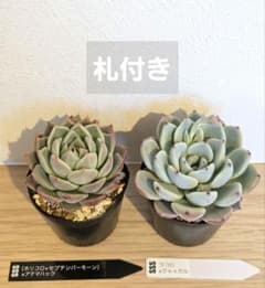 最終値下げ 札付き SSSさん苗 多肉植物 Bセット - メルカリ