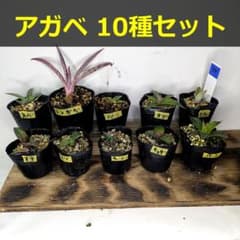 アガベ 10種セット アソートセット 実生 子株 10品種 10株 AS34 - メルカリ