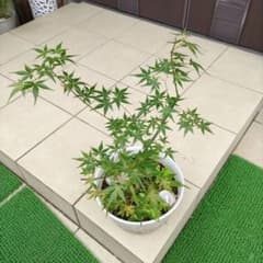 大小様々無農薬マジックリーフ天然ももたまな葉1500 枚| Buyee日本代购