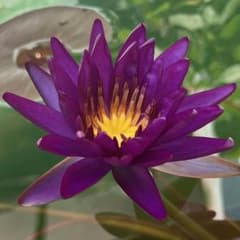 パープルファンタジー　睡蓮のサムネイル