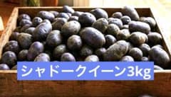 完全無農薬　食用シャドークイーン6月24日までのサムネイル