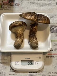 松茸　岩手県産のサムネイル