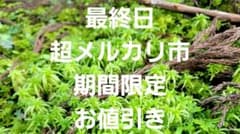 国産】生水苔/ナマミズゴケ - メルカリ