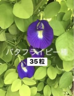 バタフライピー 種 35粒のサムネイル