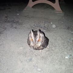 送料分ですm(__)mのサムネイル