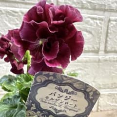 V可愛い♡パンジー♡モルゲンロート♡遊花♡3号♡ポットごと宅急便