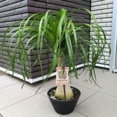 観葉植物　トックリラン　ポニーテール　マヤパーム　ノリナ　マヤツリー　尺鉢　背高 Amazon.co.jp: はなみどり マヤ文明観葉 ポニーテール 7号 白浅