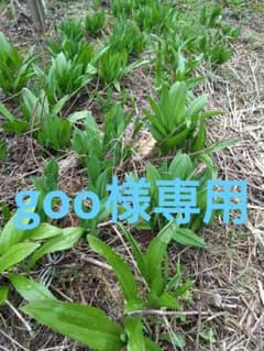 北北海道産行者にんにくの苗、50本 - メルカリ