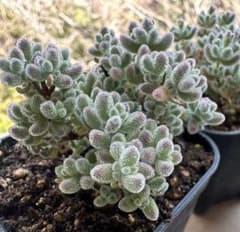 速達便込み 新入荷 ドロサンテマム アイスクリスタル メセン 多肉植物