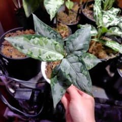 柳緑花紅LA便 Aglaonema pictumのサムネイル