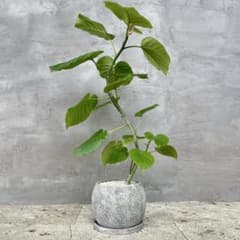 MMSHOP様専用 フィカス ウンベラータ 曲がり仕立て 陶器鉢 植え込み