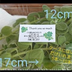 香り抜群☆アロマテイカスのサムネイル