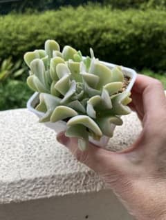 多肉植物トップシータービー2苗 - メルカリ
