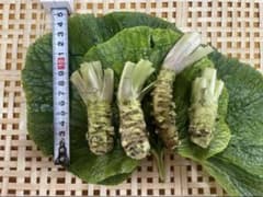 無農薬 安曇野産ミニわさび100g - メルカリ