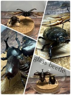 【Glass Beetle｜ヤマトカブトムシ飛翔＆固定標本 ペアGB-008】 Glass Beetle｜ヤマトカブトムシ飛翔＆固定標本 ペアGB-008】 - メルカリ