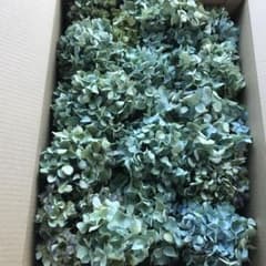 紫陽花ドライフラワー J20 90サイズ 北海道産 - メルカリ