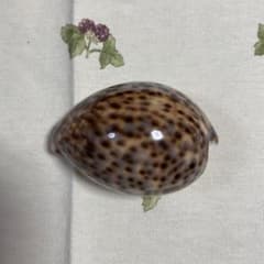 宝貝のサムネイル