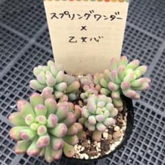 スプリングワンダー×乙女心 5カット カット苗 古都の葉さん苗 多肉植物