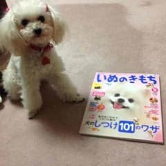 犬の気持ちのサムネイル