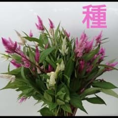 ゆゆ様 リクエスト 2点 まとめ商品のサムネイル