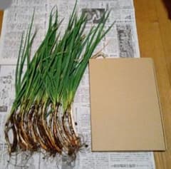 家庭菜園 坊主知らずネギ苗 細苗 20本 栽培中農薬不使用 - 3