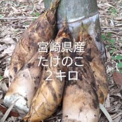 たけのこ　宮崎県産　筍　竹の子　約２kgのサムネイル
