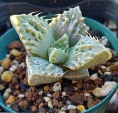 フォーカリア怒涛(seedling) - メルカリ