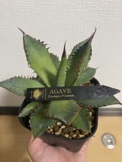 アガベ エボリスピナ×ホリダ ハイブリッド タグ付 - メルカリ
