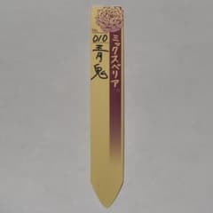 010 青鬼 ミックスベリア　札のサムネイル