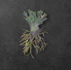 先着順限定3株】P.YAL spore pup/ビカクシダ - メルカリ