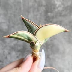 S17180☆オークション販売☆ サンスベリア ロリダ 極上斑入り株