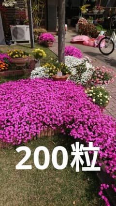 シレネ　ピンクパンサー　お花の種　200粒のサムネイル