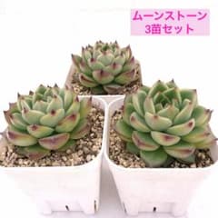多肉植物　韓国苗　ムーンストーン　双頭　抜き苗 多肉植物 韓国苗 ムーンストーン 双頭 抜き苗