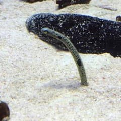 みるく様専用のサムネイル