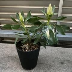 プロテア　④ スパイキーホワイト オージープランツ　観葉植物のサムネイル