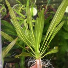 エキノドルス ホレマニー AZ1110-26RS - メルカリ